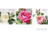 Picture of OREO artificial Rose with fragrance *3 color