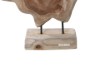 Picture of BARON Solid Teakwood Display Abstract - 40