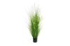 Picture of Onion Grass - 150cm