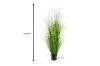 Picture of Onion Grass - 150cm