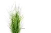 Picture of Onion Grass - 150cm