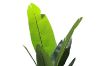Picture of Artificial Potted Traveller Palm Plant (H210cm)