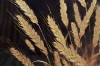 Picture of 357-006 Decorative Wall Art with Golden Frame (40×60cm) - Wheat Ear