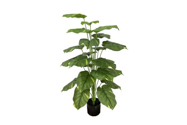 Picture of 353-015 Artificial Green Pothos Plant - H100cm