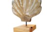 Picture of 650-041 Shell Solid Teak Wood Decorative Sculpture (40cmx50cm)