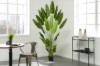 Picture of 394-001 Artificial Green Strelitzia Plant - H250cm