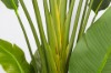 Picture of 394-001 Artificial Green Strelitzia Plant - H250cm
