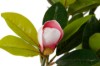 Picture of 394-003 Artificial Green Magnolia Plant - H70cm