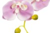 Picture of 394-005 Artificial Purple Orchid Plant - H50cm