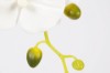 Picture of 394-006 Artificial White Orchid Plant - H50cm