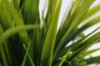Picture of 394-008 Artificial Green Plant - H25cm